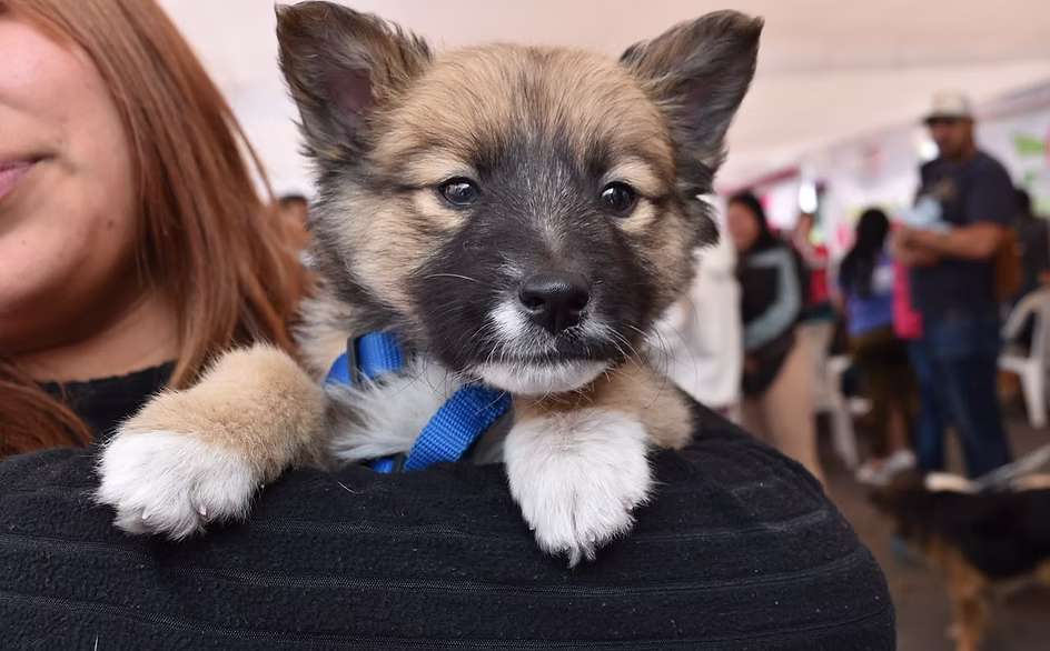 reprograman-jornada-gratuita-de-esterilizacion-y-atencion-veterinaria-en-la-paz-sera-el-16-de-junio-avif